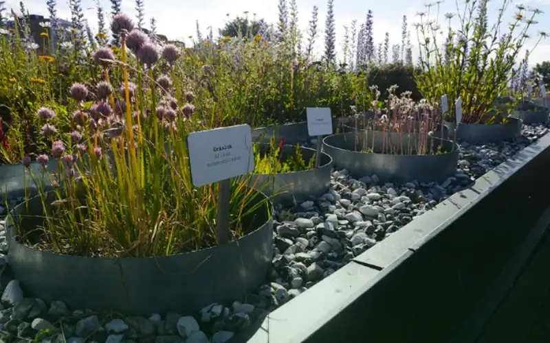 augustenborg-botanical-roof-garden